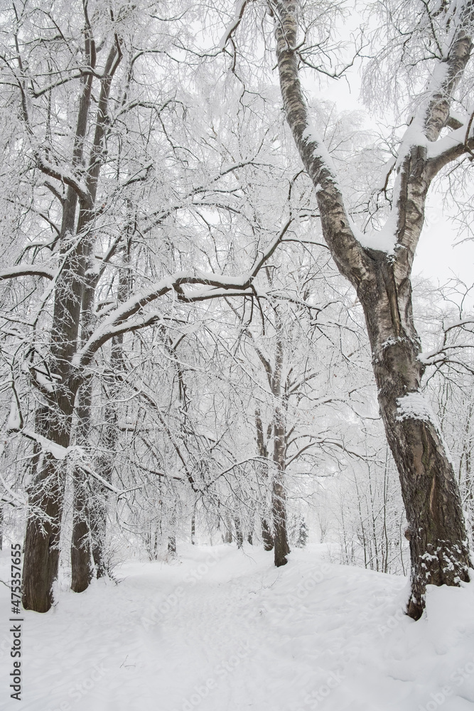 Fototapeta premium winter path in a snowy park among the trees