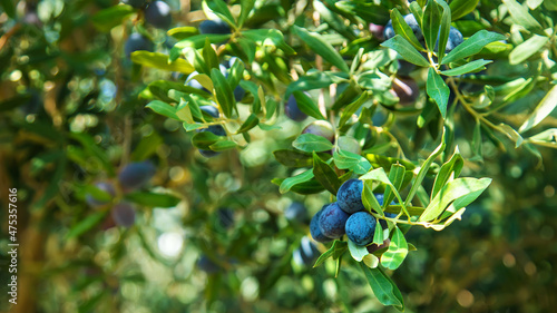 Ripe olives are hanging on the branches. Selective focus.