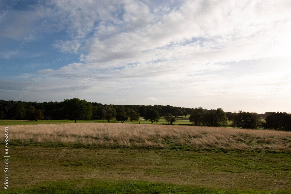 Fototapeta premium landscape with trees