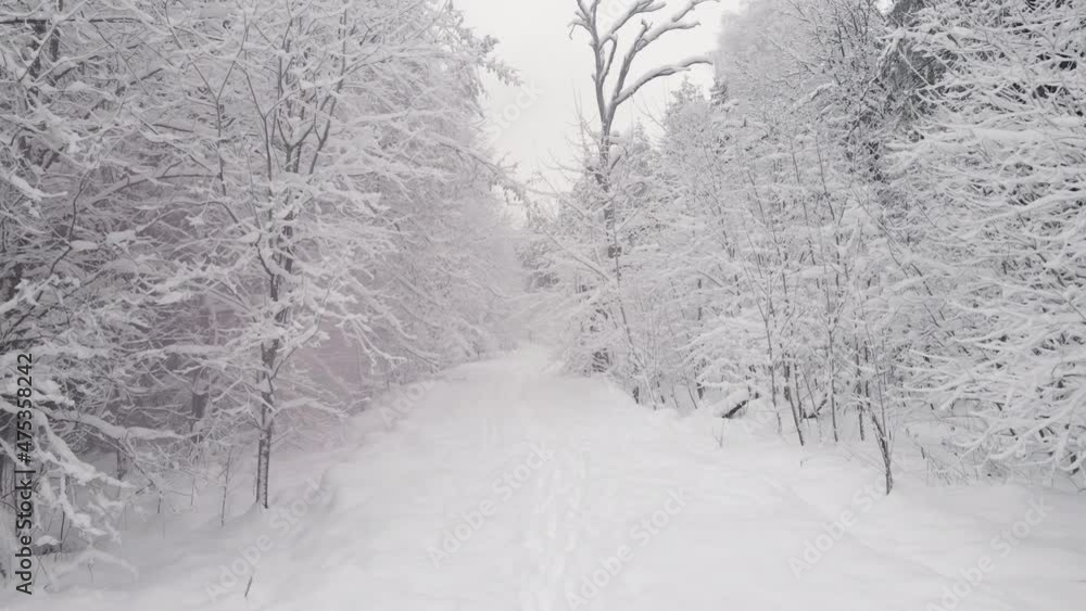 snow covered forest in the afternoon with fog shot on the throne at Christmas in winter snow covered forest in the afternoon with fog shot on the throne at Christmas in winter