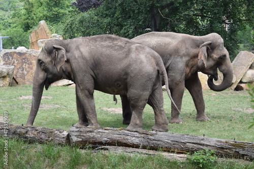 Group of elephants walking and eating . elephant partners playing.