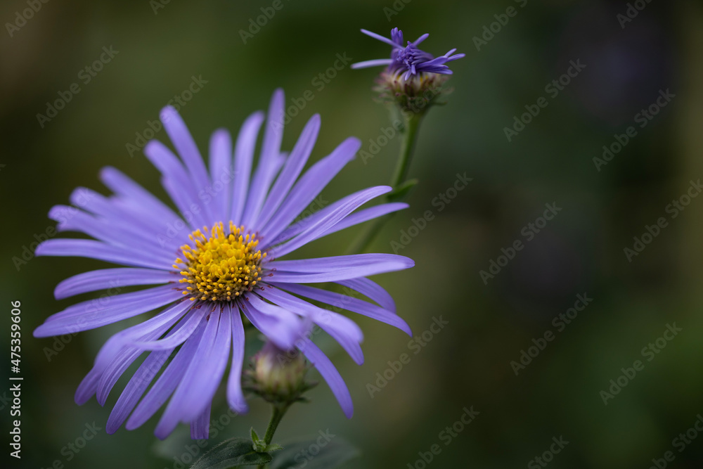 flower in a garden flower in a garden