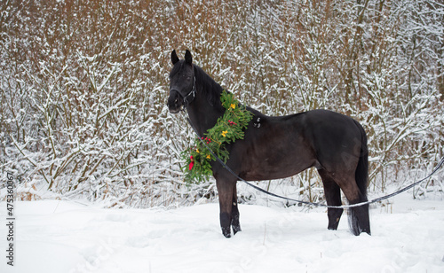 beautiful black horse with christmas wreath posing in snowing forest. winter