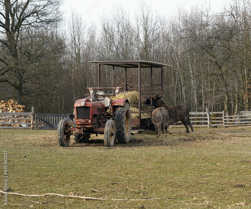 Obraz premium An old and rusty tractor from which donkeys eat.