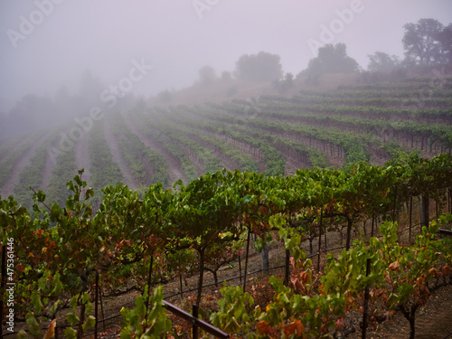 Fog blankets a hillside in a vineyard above a river. photo