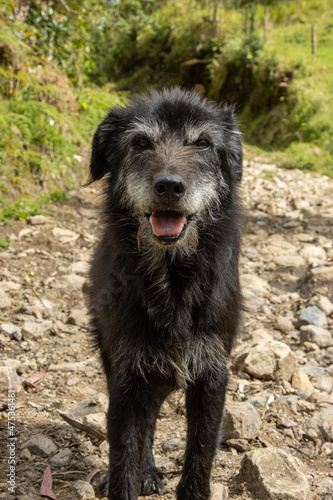 Meet Alejo, A Colombian farm dog high up into the mountains of Gatcheta. He along with 3 other dogs accompanied us in our 5 day journey since the beginning, sleeping next to us, eating with us.