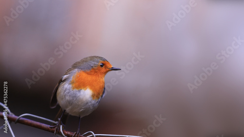 The robin's gaze in the direction of the body tilt, a blurry background of indeterminate color.