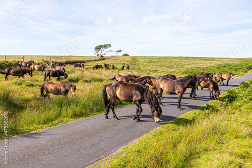 Obraz na plátně A herd of Exmoor ponies crossing a lane on the moorland of Exmoor National Park