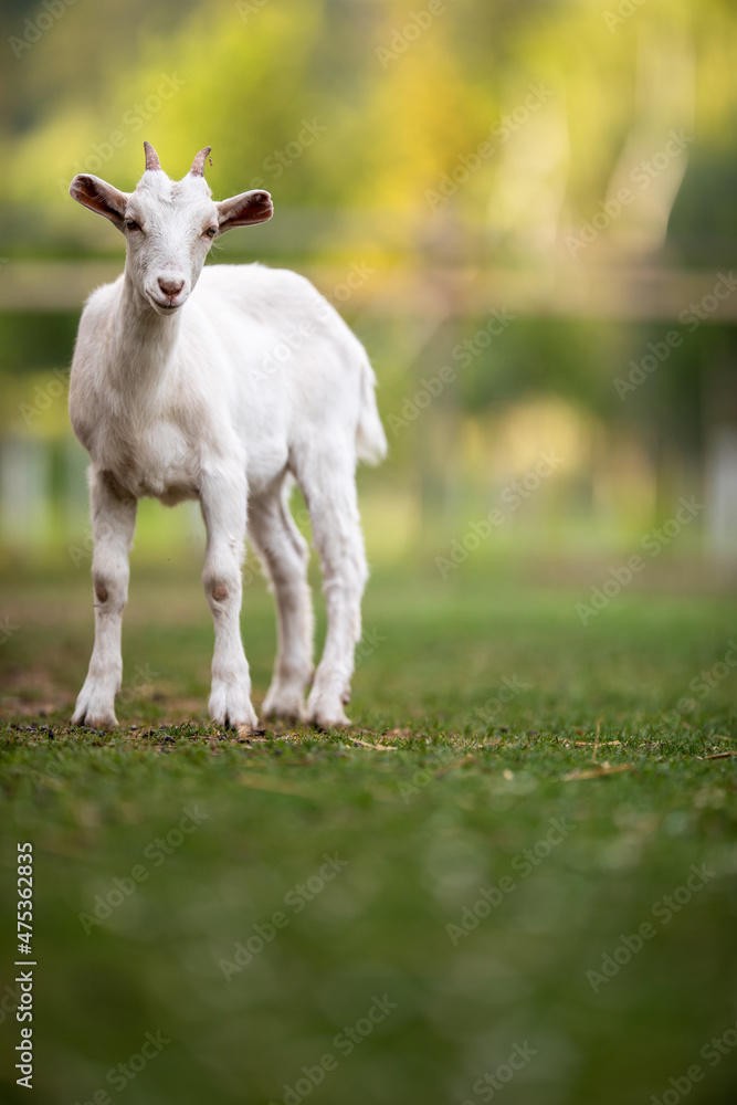 Cute goats on an organic farm, looking happy, grazing outdoors - respectful animal farming