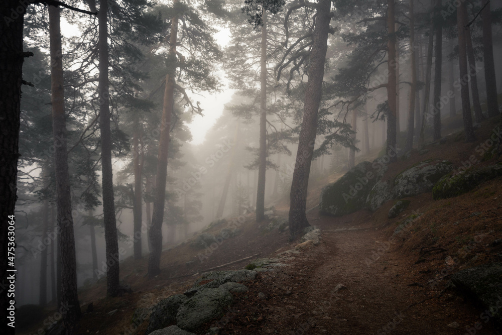 Fototapeta premium Camino Schmidt es un sendero de montaña que transcurre entre el puerto de Navacerrada y el valle de la Fuenfría.