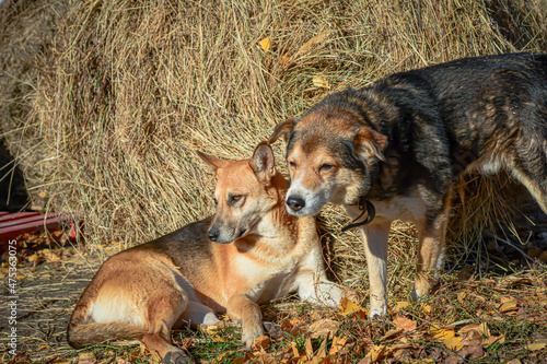 Two large dogs lie by a stack of straw. A pair of dogs are ready to attack. Dogs guard the rural farm.