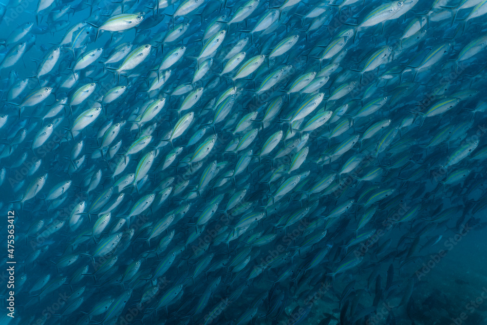 A shoal of fusilier fish at Komodo Island A shoal of fusilier fish at Komodo Island