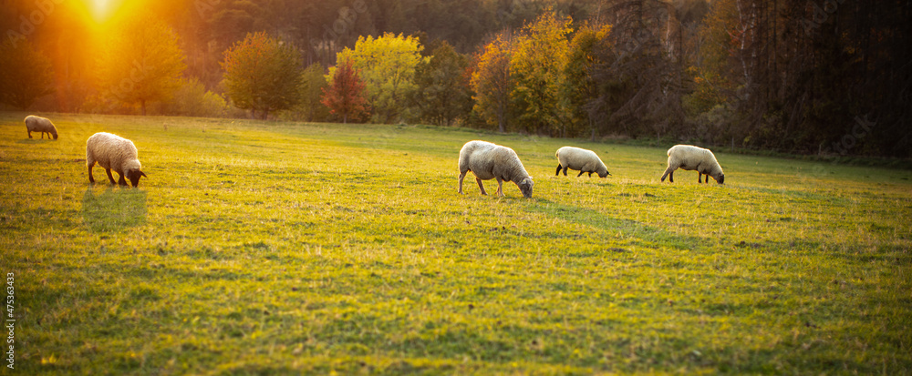 Sheep grazing on lush green pastures in warm evening light - obrazy, fototapety, plakaty 