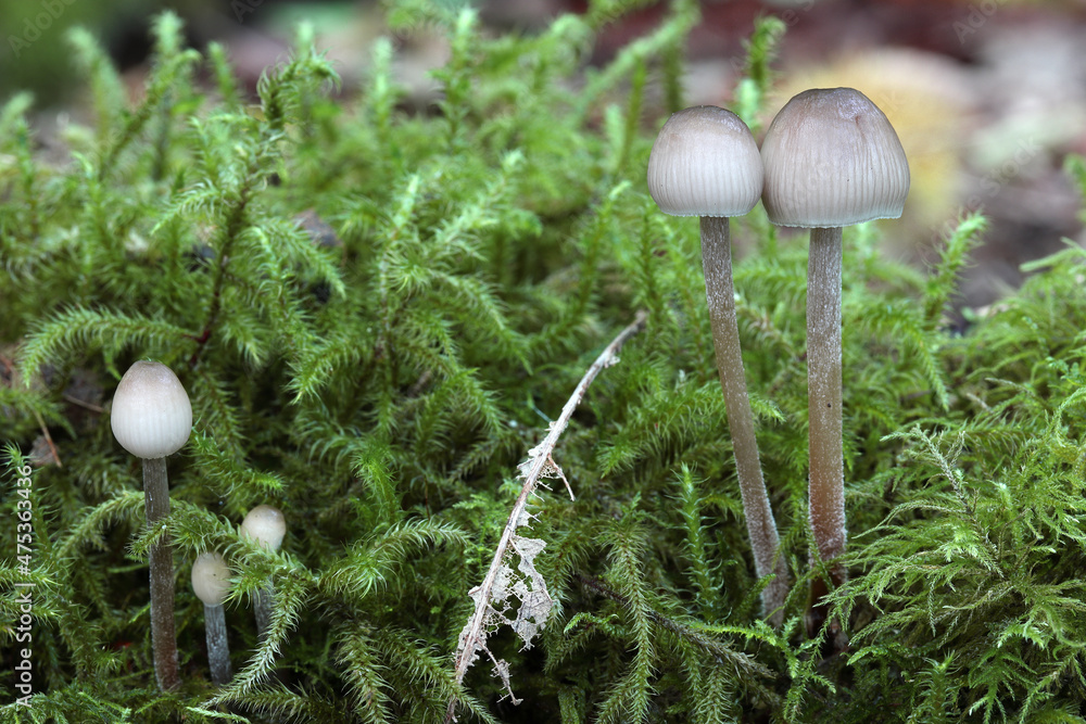 petits champignons frêles poussant sur une mousse petits champignons frêles poussant sur une mousse