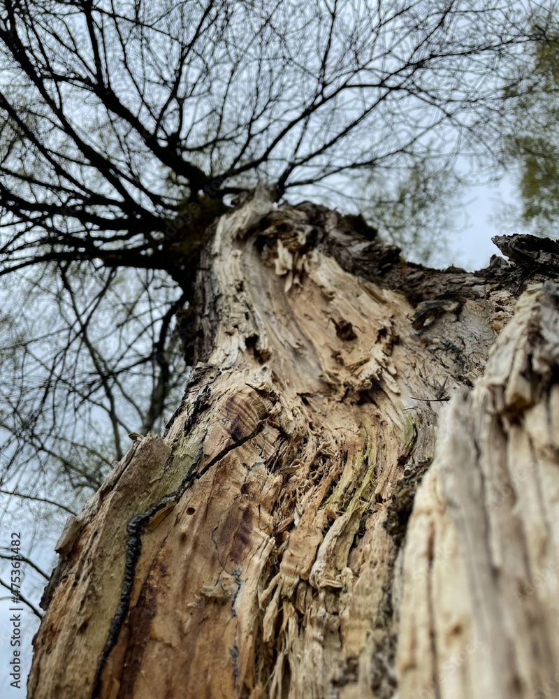 the split trunk of a mighty tree the split trunk of a mighty tree
