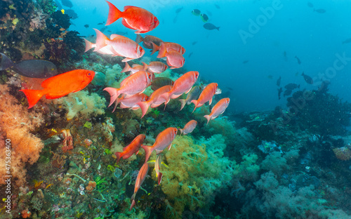 a group of red snapper around Komodo Island