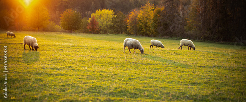 Fotografie, Obraz Sheep grazing on lush green pastures in warm evening light