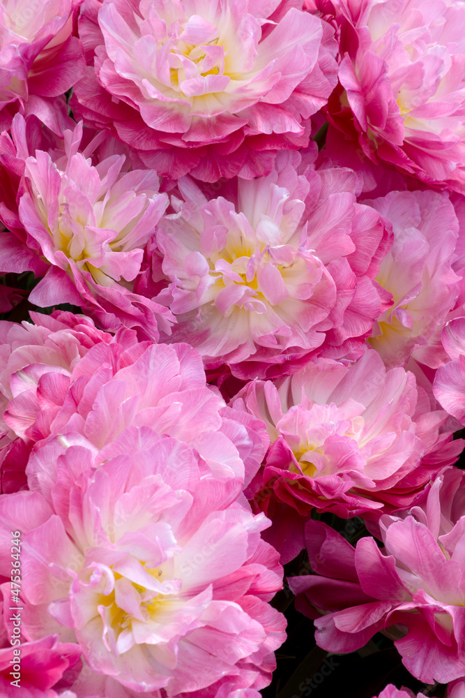 Obraz premium Amazing tulip flowers blooming. Pink peony type tulips