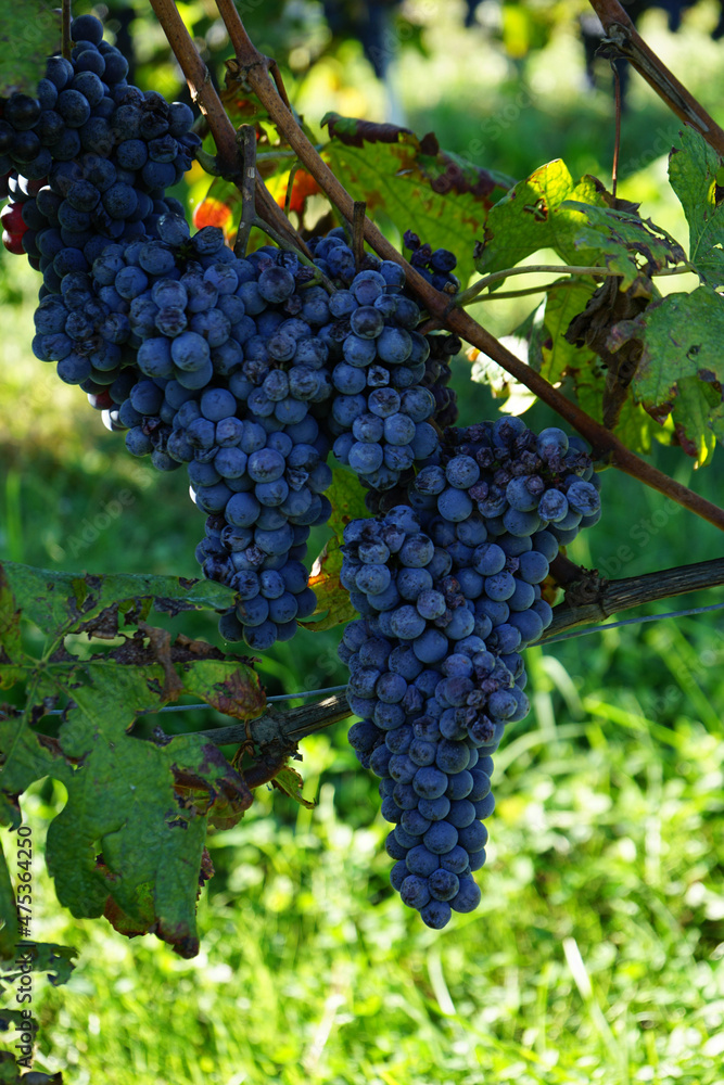 Obraz premium Clusters of Nebbiolo grapes in the Langhe, Piedmont - Italy