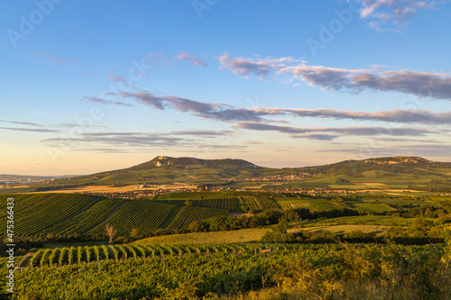 Vineyards under Palava near Dolni Dunajovice  Southern Moravia  Czech Republic