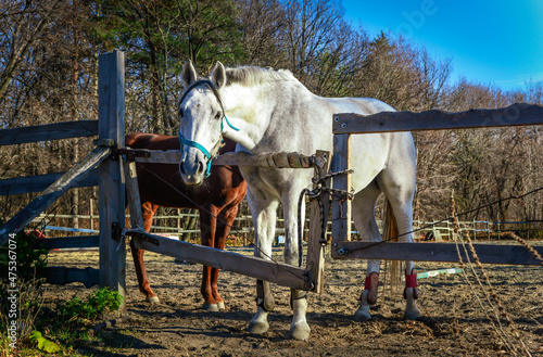 A pair of horses, white and brown, are standing in the paddock. On a livestock farm, horses are in captivity. Two horses are standing behind a fence and waiting to be fed.