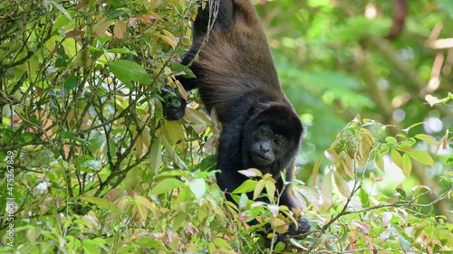 mantled howler (Alouatta palliata), Parque Nacional Braulio Carrillo, Costa Rica, Central America photo