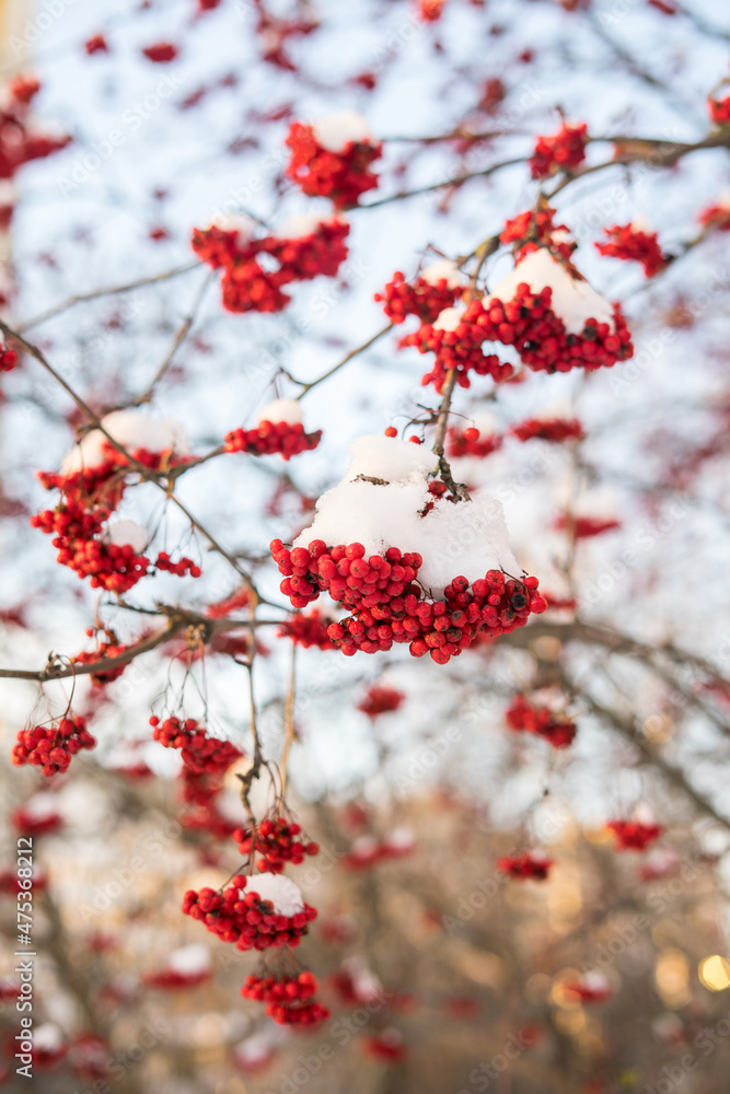 Red bunches of viburnum on the bush during a snowfall Red bunches of viburnum on the bush during a snowfall