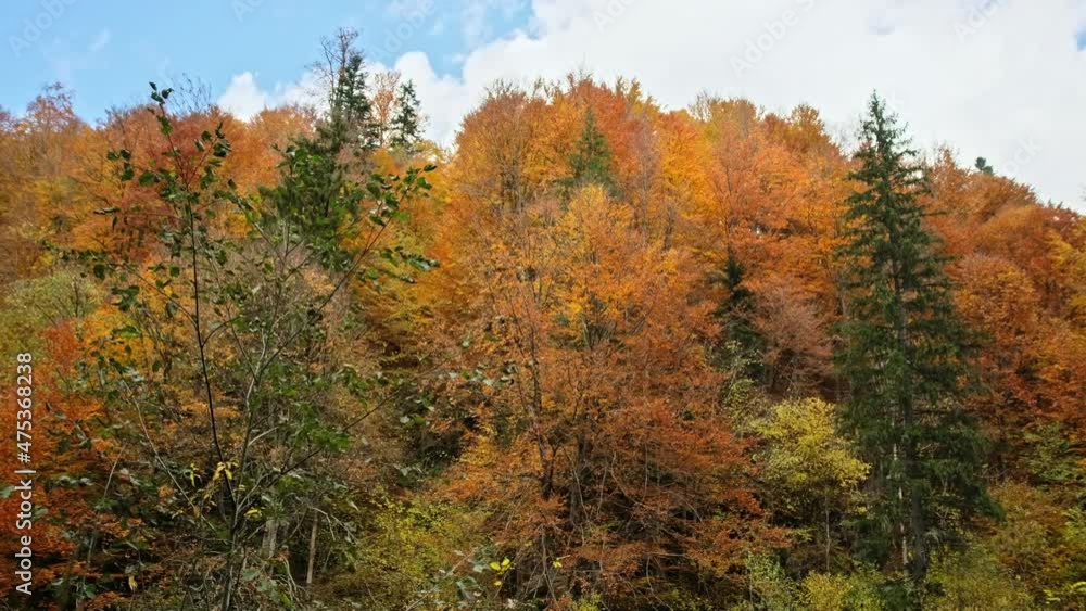 View of nature in Romania. Carpathian mountains, lush yellowing forest visible from inside the Mocanita steam train View of nature in Romania. Carpathian mountains, lush yellowing forest visible from inside the Mocanita steam train