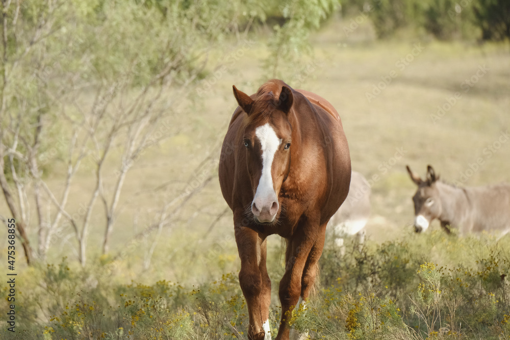 Sorrel gelding horse with blue eye in Texas field, mini donkeys in blurred background. Sorrel gelding horse with blue eye in Texas field, mini donkeys in blurred background.