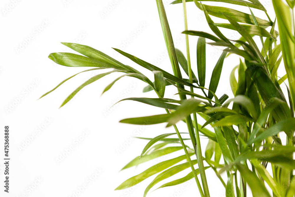 Fototapeta premium green leafs on the white background