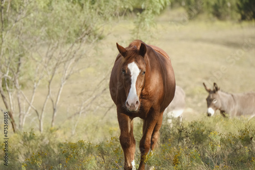 Sorrel gelding horse with blue eye in Texas field, mini donkeys in blurred background. © ccestep8