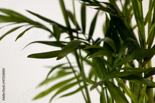 green leafs on the white background