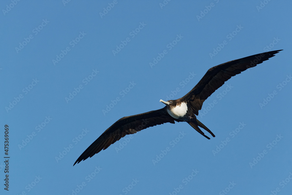 Fototapeta premium Flugaufnahme eines Bindenfregattvogels von unten 