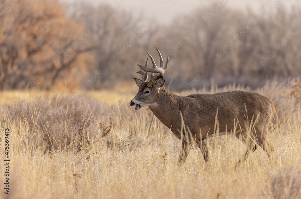 Buck Whitetail Deer in the Rut in Colorado in Fall Buck Whitetail Deer in the Rut in Colorado in Fall