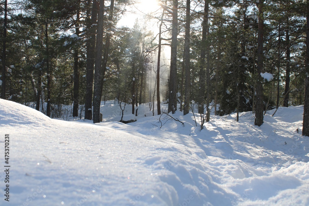 Fototapeta premium snow covered trees