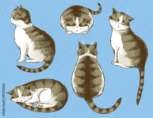Sketch collection of funny tabby cats, hand-drawn.	

