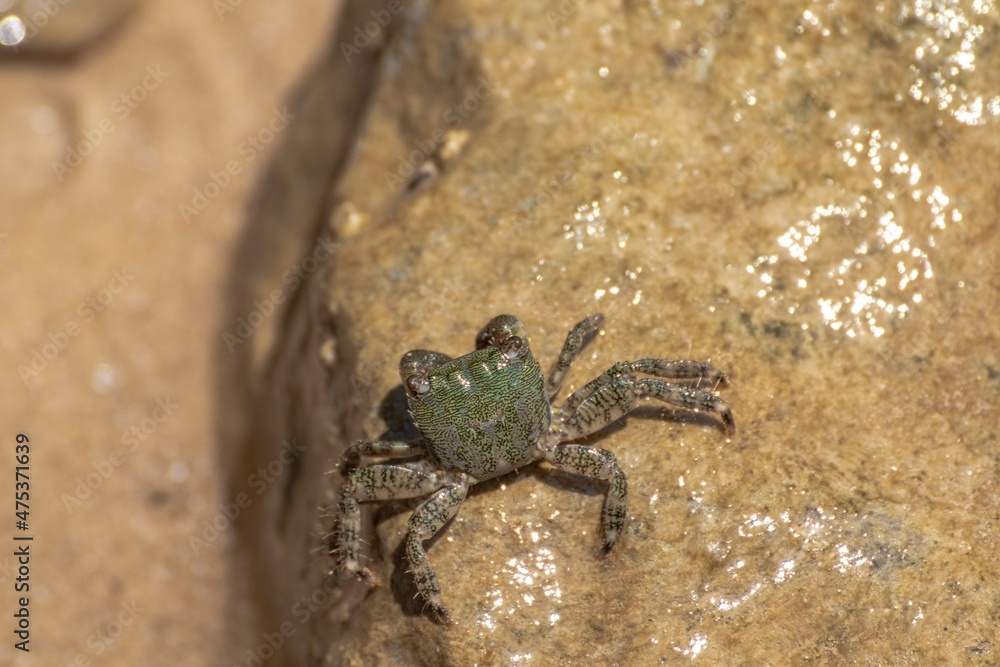 Characteristic specimen of Mediterranean crab on rocks