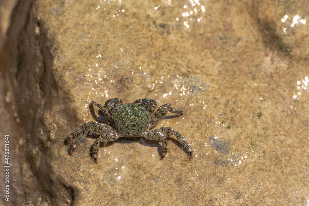 Characteristic specimen of Mediterranean crab on rocks