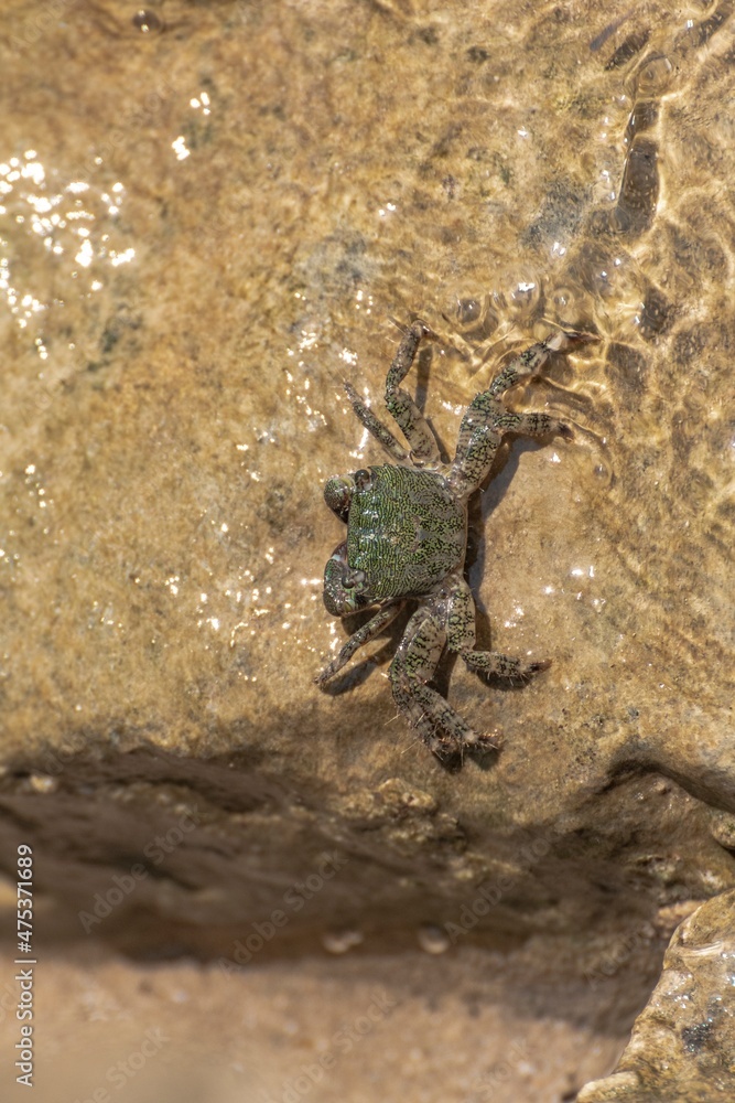 Characteristic specimen of Mediterranean crab on rocks Characteristic specimen of Mediterranean crab on rocks