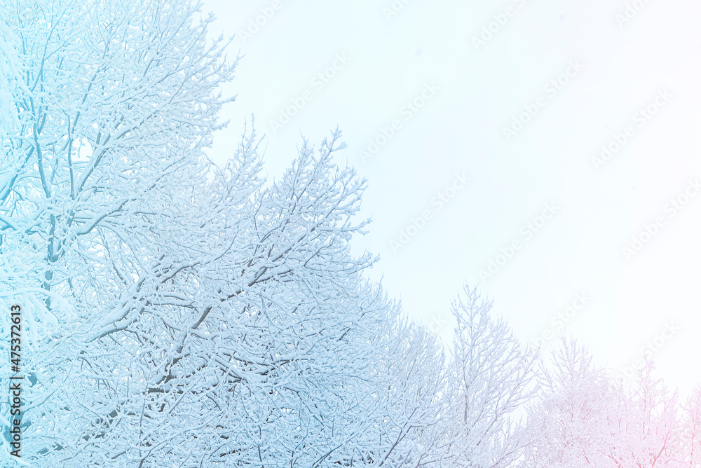 Snow covered tree tops in winter bottom view Snow covered tree tops in winter bottom view