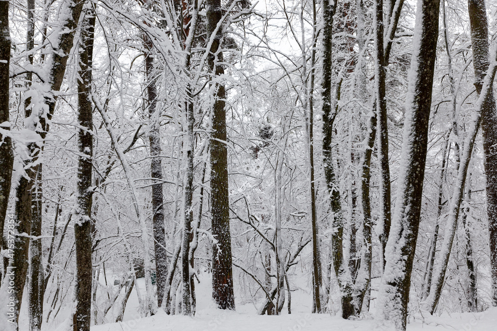 Fototapeta premium park in the winter season