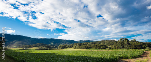 Rural landscape in southern Brazil with corn plantation. © JCLobo