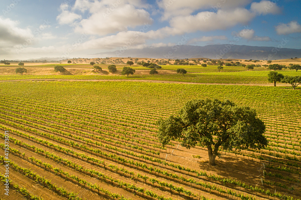 aerial view of vineyard leafing out in the Santa Ynez Valley , California