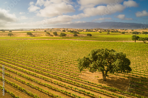 aerial view of vineyard leafing out in the Santa Ynez Valley   California
