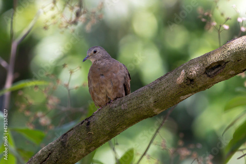 A ruddy ground-dove perched on a branch. It is a small tropical dove from Brazil and South American as know as Rolinha. Species Columbina talpacoti. Animal world. Birdwatching. Birding.