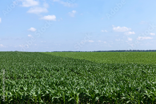 young green immature corn in the field
