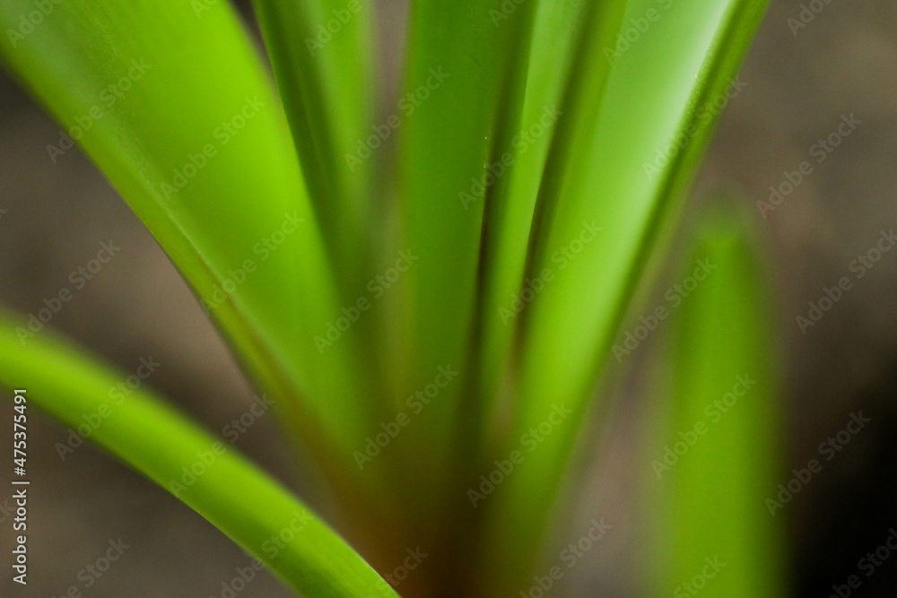 close up of green grass close up of green grass