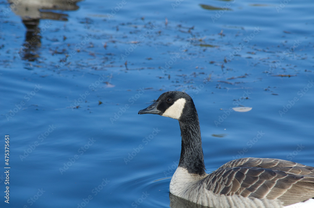 Canada Goose in Blue Waters Canada Goose in Blue Waters