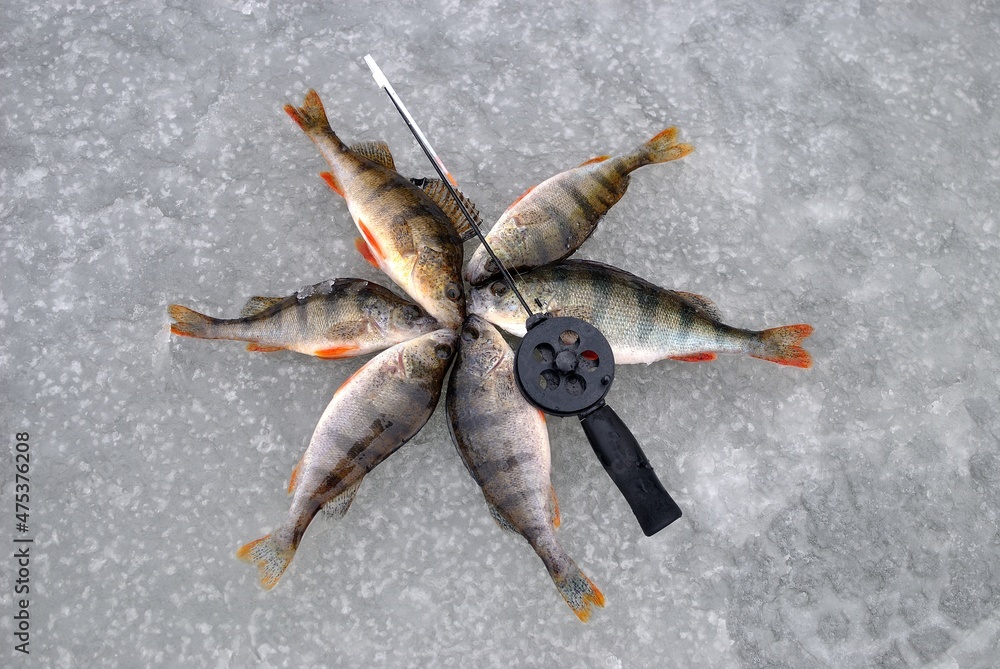 Fototapeta premium Winter fishing on the river, roach and perch fishing. 
