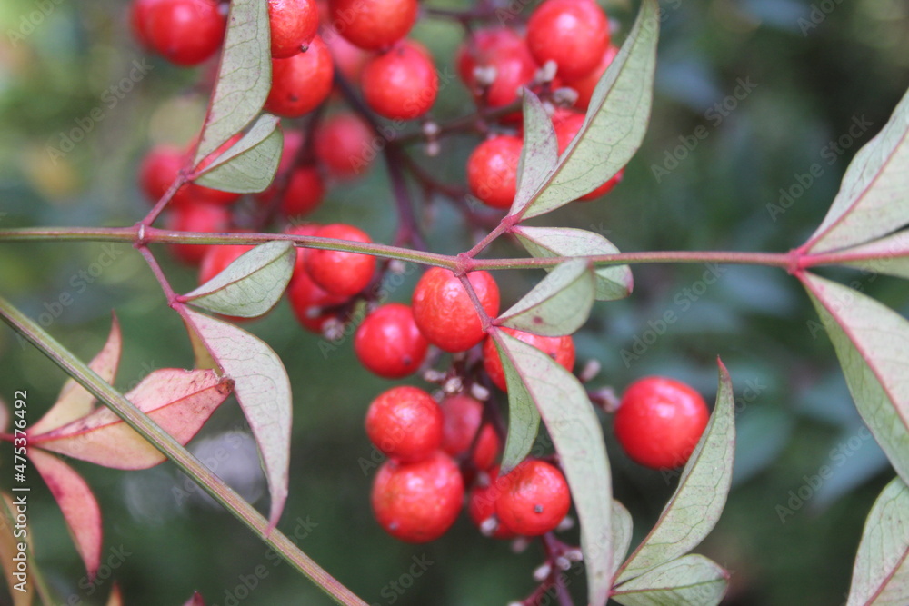 red fruits of Heavenly Bamboo on a branch in autumn